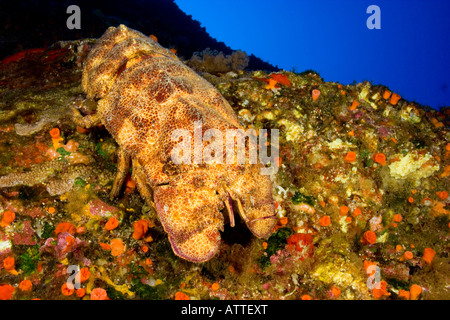 Le Ridgeback cigale de mer, Scyllarides haanii, peut atteindre 20 pouces de longueur, New York. Banque D'Images