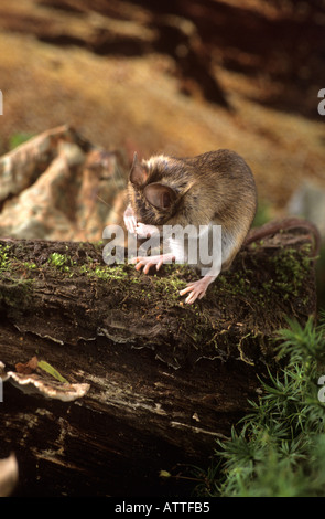 Souris des bois Banque D'Images