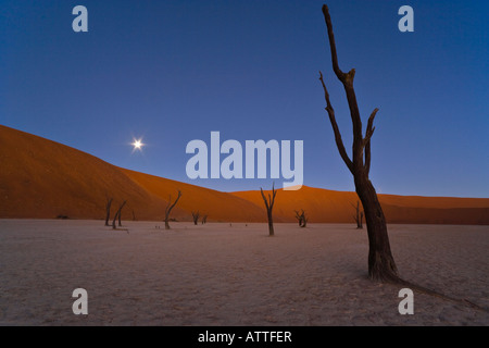 Lune sur le spectaculaire préservés dans les régions arides acacias Dead Vlei ; partie de Sossuvlei Namib-Naukluft National Park, en Namibi Banque D'Images