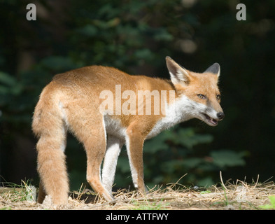 Fox ; rouge ;(Vulpes vulpes) Banque D'Images