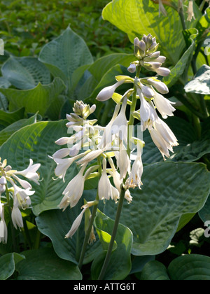 Hosta (Hosta sieboldiana 'elegans') Banque D'Images