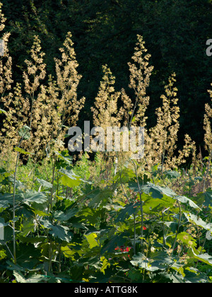 Macleaya cordata panache (pavot 'flamingo') Banque D'Images