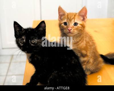 Deux Chatons et gingembre âgé de huit semaines Portrait noir Banque D'Images