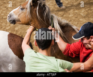 Chevaux sauvages Fiesta Festival Rapa das Besta en Galice, Espagne, Europe, Domaio UE Banque D'Images
