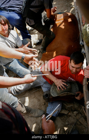 Chevaux sauvages Fiesta Festival Rapa das Besta en Galice, Espagne, Europe, Domaio UE Banque D'Images