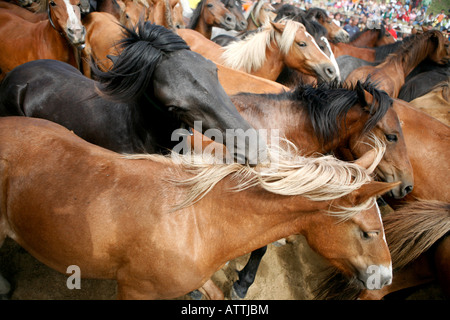 Chevaux sauvages Fiesta Festival Rapa das Besta en Galice, Espagne, Europe, Domaio UE Banque D'Images