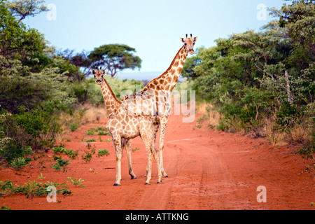 Giraffa camelopardalis girafe d'Afrique du Sud Banque D'Images
