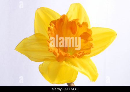 Gelbe Narzisse (Narcissus pseudonarcissus) / Osterglocke Banque D'Images