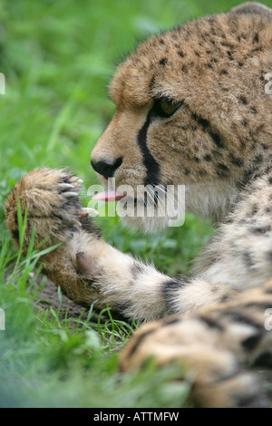 Guépard femelle lécher son paw - Acinonyx jubatus Banque D'Images