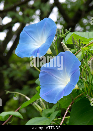 Mexican morning glory (Ipomoea tricolor) Banque D'Images