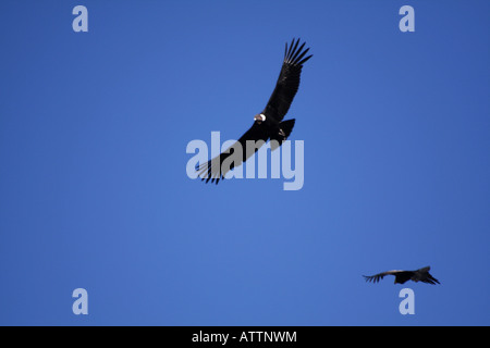 Condors survolant le Canyon de Colca Pérou Banque D'Images