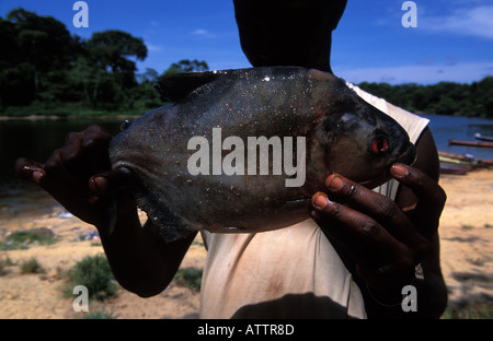 Un piranha pêché dans la rivière Suriname Banque D'Images