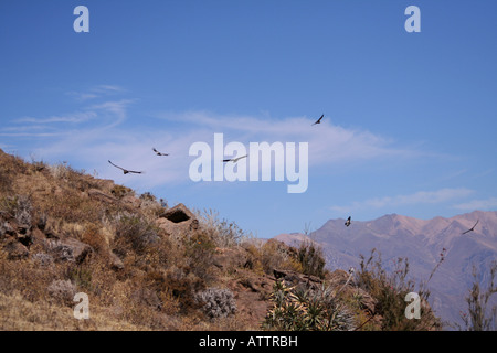 Condors survolant le Canyon de Colca Pérou Banque D'Images