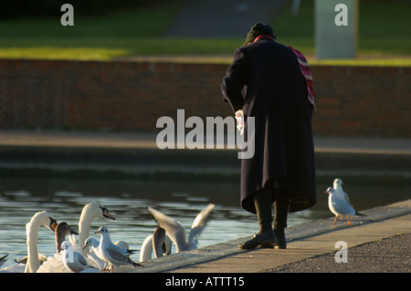 UK vieille dame nourrir les canards et les cygnes sur un petit lac de plaisance Banque D'Images