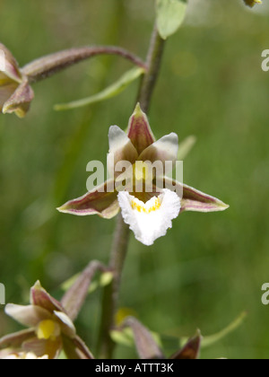 Marsh helleborine epipactis palustris () Banque D'Images