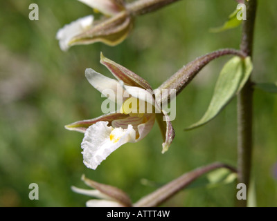 Marsh helleborine epipactis palustris () Banque D'Images