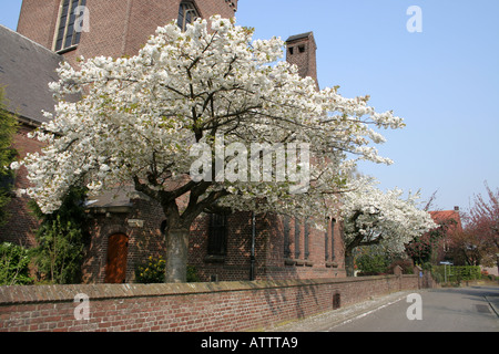 Arbre en fleurs derrière church Banque D'Images