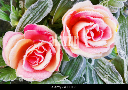 Deux roses rose couverte de givre Banque D'Images