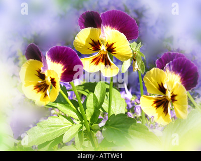 Trois violettes pansy en jaune et violet sur fond bleu trouble Banque D'Images