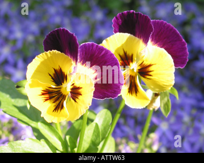 Deux jaune et violet pansy violettes sur fond bleu trouble Banque D'Images