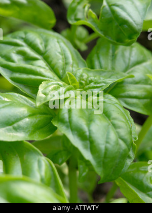 Le basilic sacré (ocimum tenuiflorum) Banque D'Images