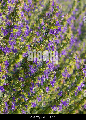 L'hysope (Hyssopus officinalis) Banque D'Images