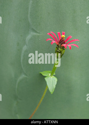 Zinnia Zinnia peruviana (péruvien) Banque D'Images