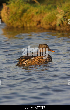 Le Canard chipeau (Anas strepera femelle) sur l'eau Le CLAJ Norfolk UK automne Banque D'Images