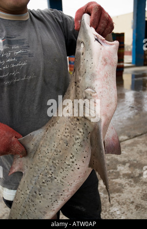 La pêche au requin HOUND LISSE Mustelus sp. Pêcheur dans le parc national de Paracas au Pérou Banque D'Images