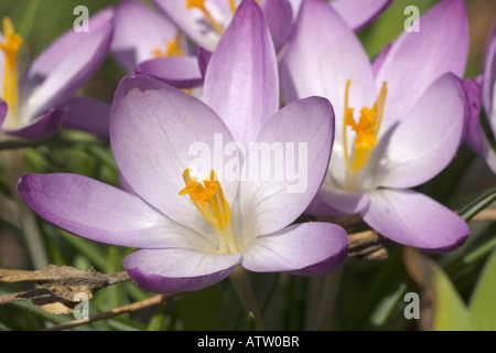 Gros plan du Crocus tommasinianus lilas fleurs avec anthères orange vu de dessus. 10 février 2008 Banque D'Images