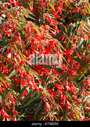 Bégonia (begonia boliviensis 'bonfire') Banque D'Images