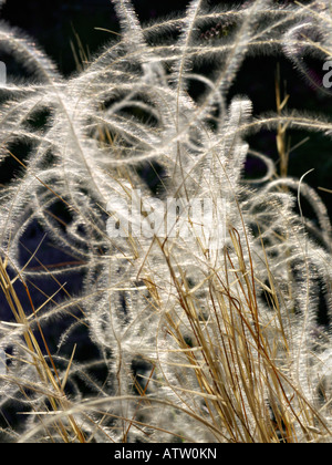 Golden feather grass (Stipa pulcherrima 'barbata') Banque D'Images