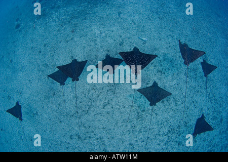 Spotted Eagle rays, Aetobatis narinari, Oahu, Hawaii. Banque D'Images