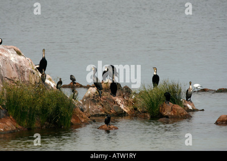 Les cormorans et autres oiseaux d'eau sur une île du lac Victoria, Ouganda Banque D'Images