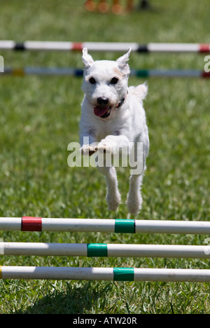 Saut d'obstacle sur White Dog Agility Cours Corydon Indiana Banque D'Images