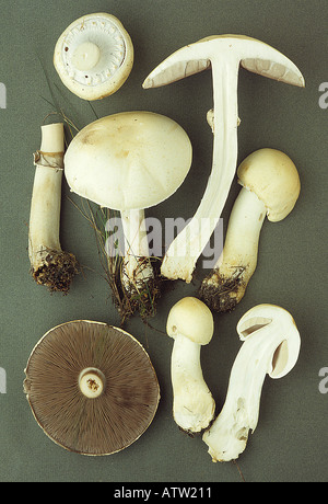 Horse Mushroom Agaricus arvensis collection européenne Banque D'Images