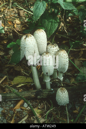 Shaggy Inkcap ou avocats perruque Coprinus comatus Banque D'Images