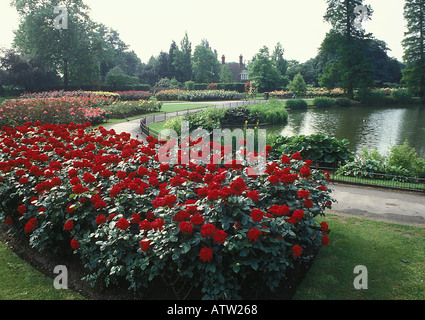 Ingrid Bergman Hybrid Tea Rose photographié dans le jardin de la Reine Mary Regents Park Londres UK Banque D'Images