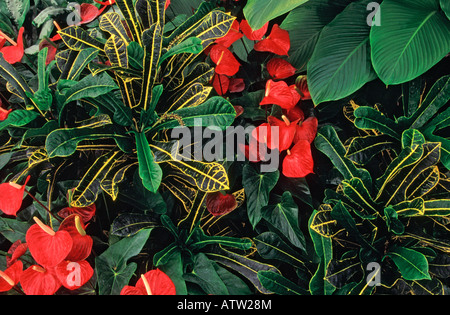 Codiaeum variegatum 'Prince of Wales' avec Anthurium 'Red Love' (noms communs, respectivement : Croton et Flamingo fleurs) Banque D'Images