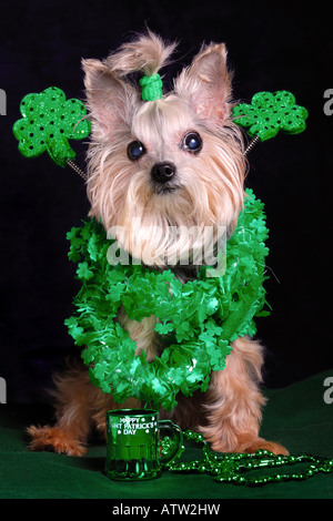 Daisy, peut-être le plus beau chien du monde (un caniche), est prêt pour le jour de la Saint Patrick ! Banque D'Images