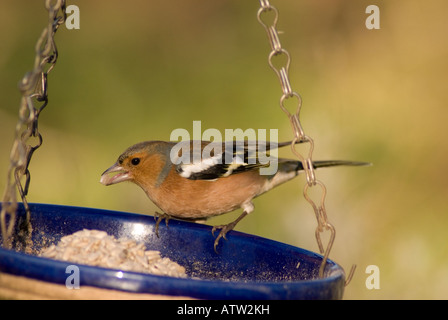 (Fringilla coelebs Chaffinch mâle) au Royaume-Uni Banque D'Images