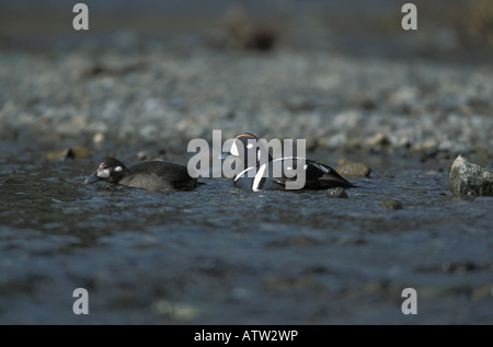 L'arlequin plongeur mâle et femelle, Histrionicus histrionicus, natation. Banque D'Images