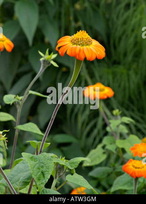 Tournesol mexicain (Tithonia rotundifolia) Banque D'Images