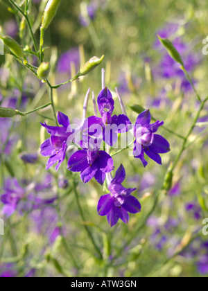 Forking Delphinium consolida regalis () Banque D'Images