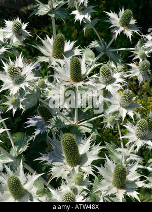 Holly mer géant (Eryngium giganteum) Banque D'Images