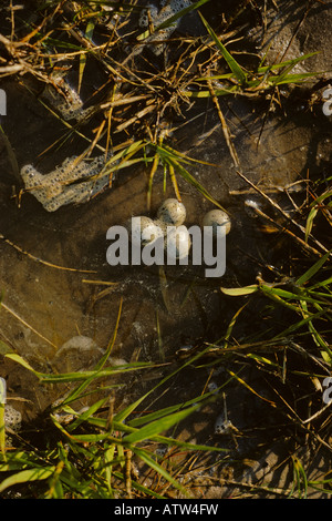 Pluvier annelé.Charadrius hiaticula.Œufs lavés à marée haute. Banque D'Images