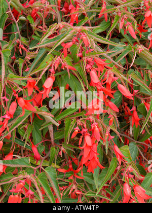 Bégonia (begonia boliviensis 'bonfire') Banque D'Images