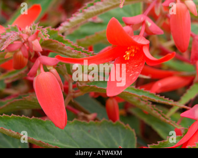 Bégonia (begonia boliviensis 'bonfire') Banque D'Images