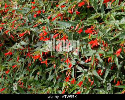 Bégonia (begonia boliviensis 'bonfire') Banque D'Images