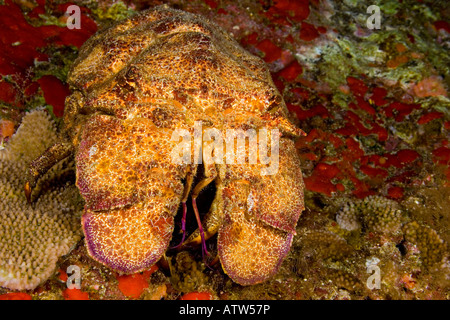 Le Ridgeback cigale de mer, Scyllarides haanii, peut atteindre 20 pouces de longueur, New York. Banque D'Images